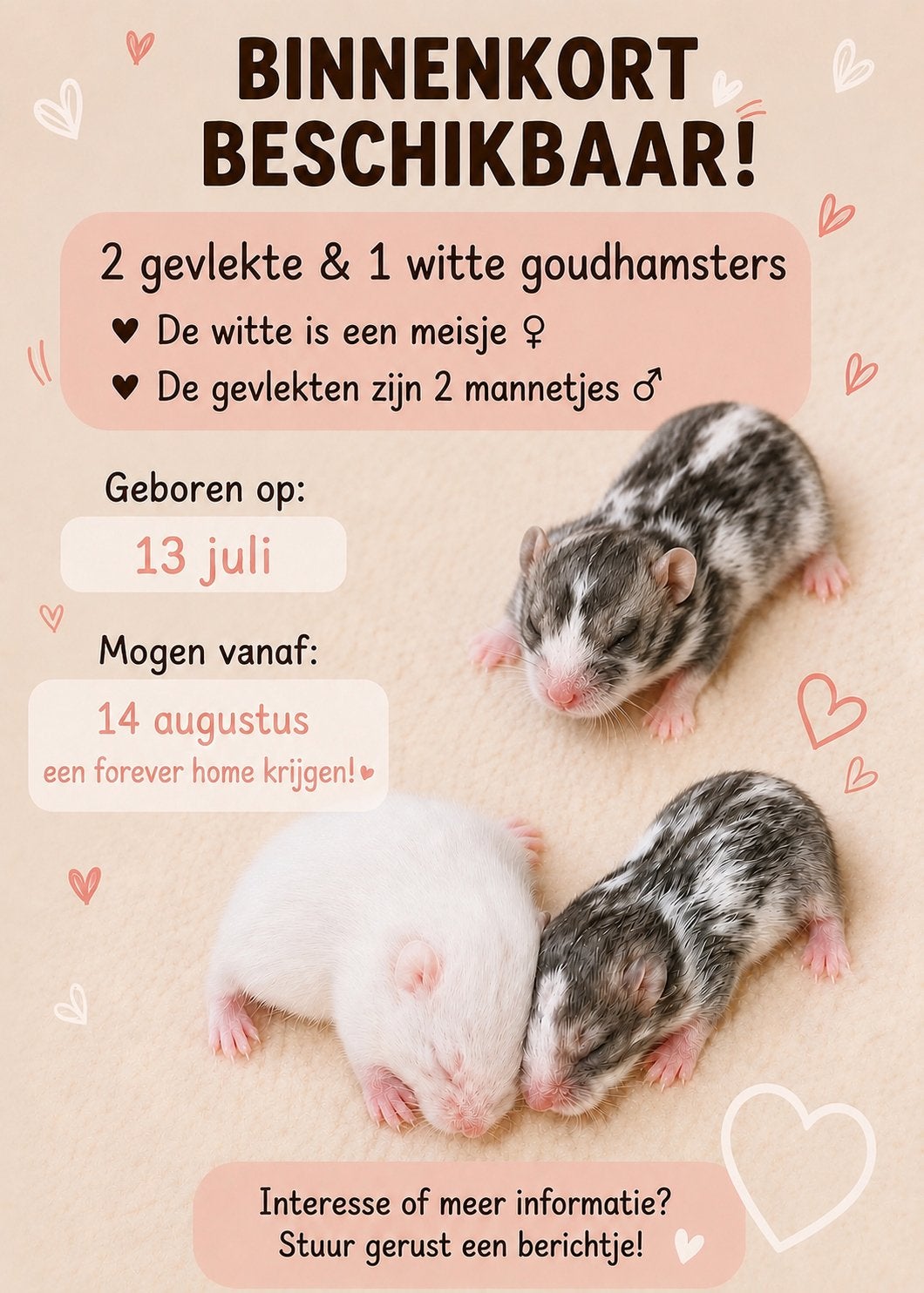 Goudhamsters zoeken een forever home, Dieren en Toebehoren, Juli, Meerdere dieren, Hamster