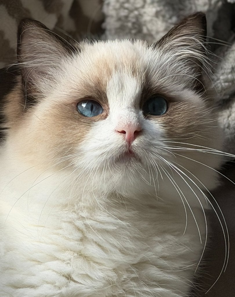 Ragdoll kittens met stamboom en uit geteste ouders!, Dieren en Toebehoren, Meerdere dieren, Met stamboom, 0 tot 2 jaar