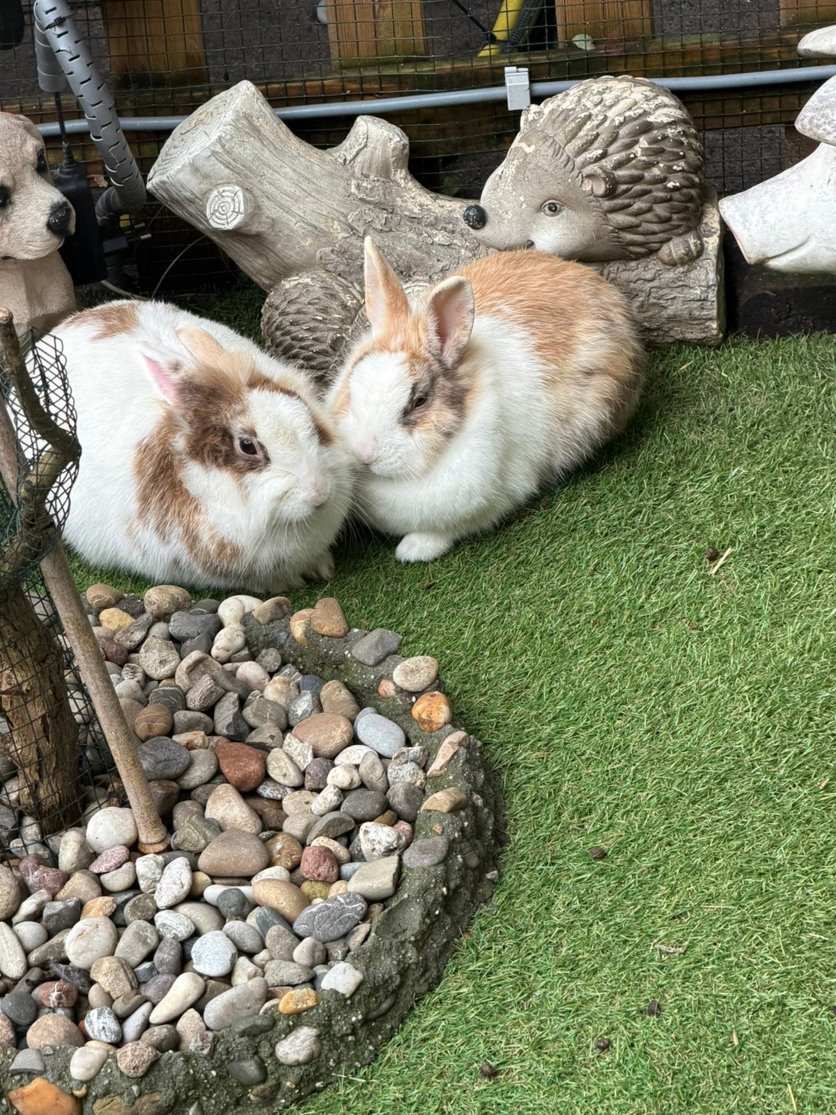dwerg  konijnen uit nijmegen, Dieren en Toebehoren, Konijnen, Meerdere dieren, Dwerg