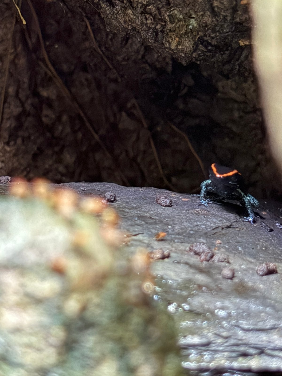 Pijlgifkikkers D. Leucomelas Frog photo 2
