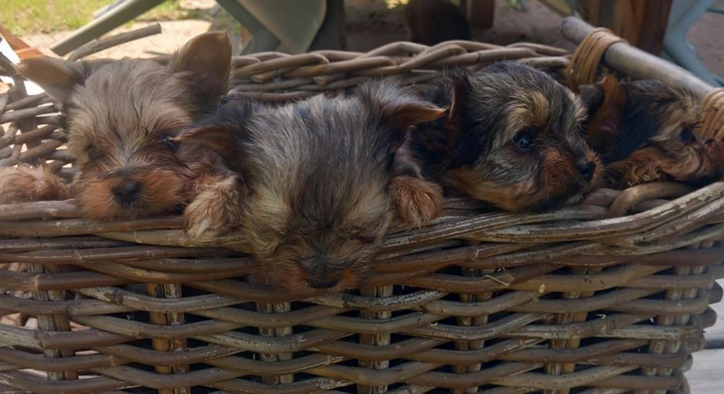 Biewer Yorkshire terriër pups mini, Dieren en Toebehoren, Honden | Chihuahua's en Gezelschapshonden, Parvo, Overige rassen, 8 tot 15 weken