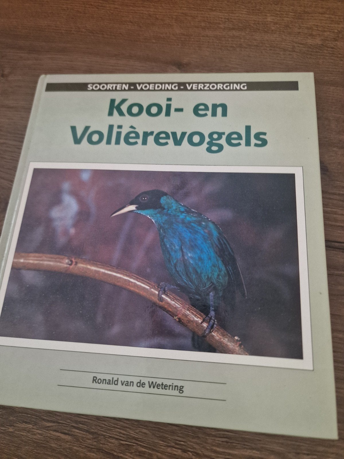 kooi en voilierevogels, Mannelijk