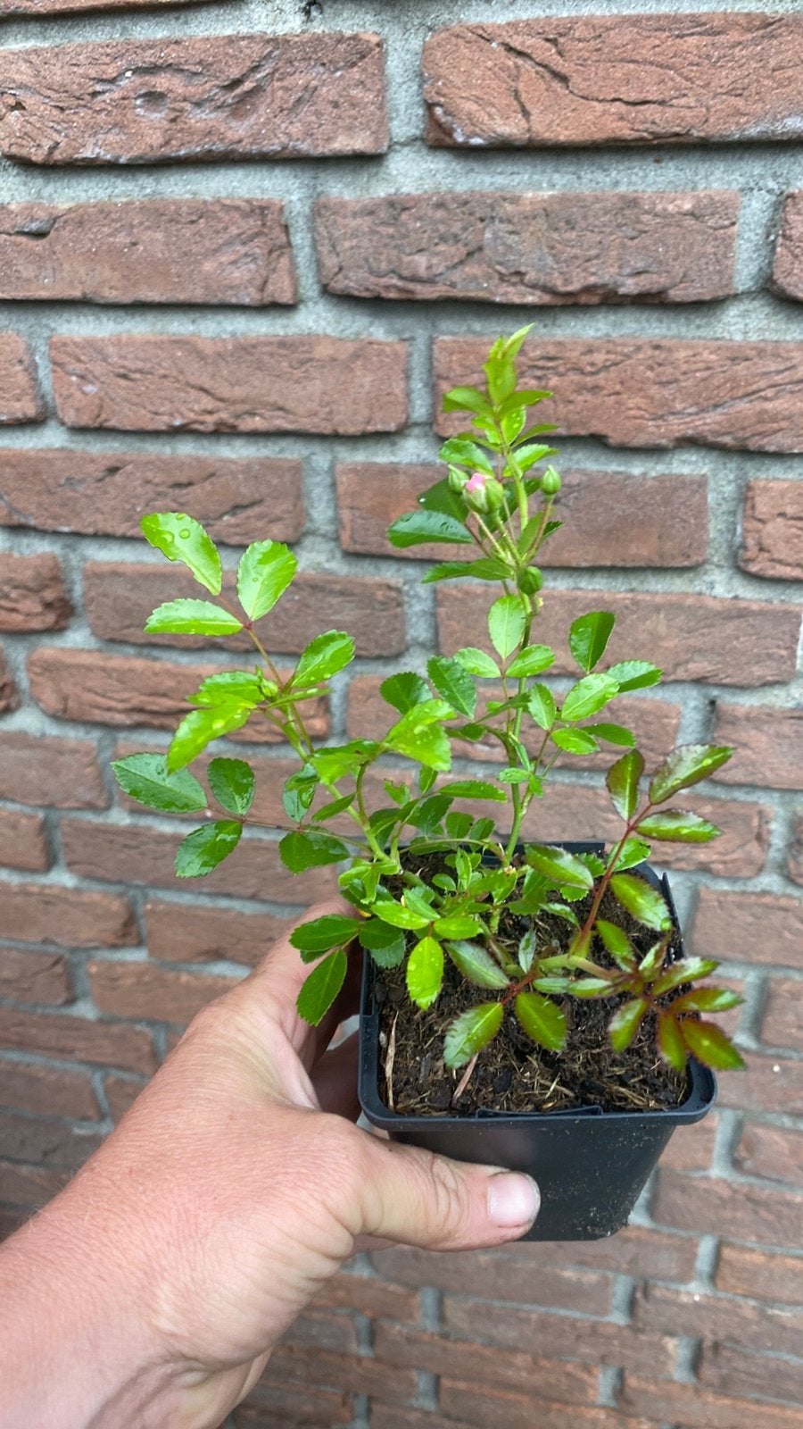 Mini roosjes ‘the fairy’, Ophalen, Eenjarig, Overige soorten, Volle zon