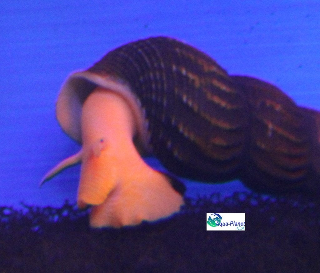 Sulawesi Slak "Orange Rabbit", Slak of Weekdier, Zoetwatervis