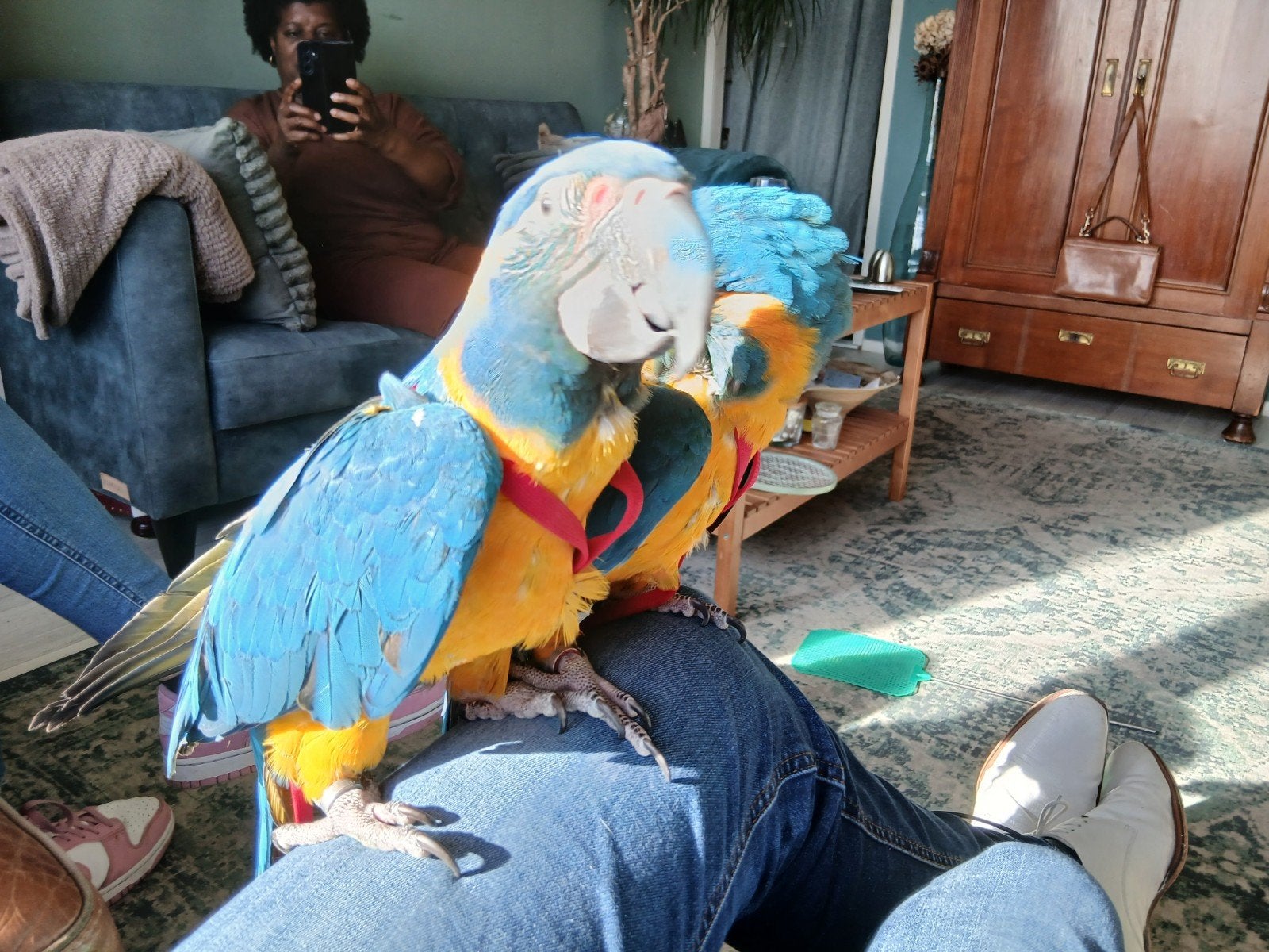 extreem tam koppel blauwkeel ara's 1 en 2 jaar oud met cites, Meerdere dieren, Papegaai, Pratend