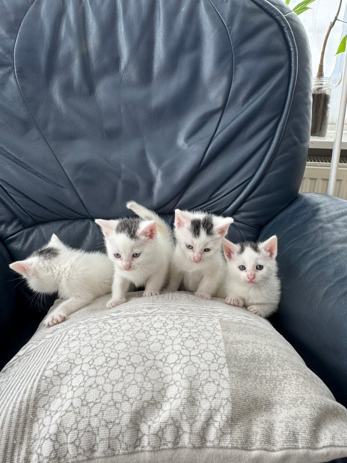Lieve kittens te koop, Meerdere dieren, 0 tot 2 jaar