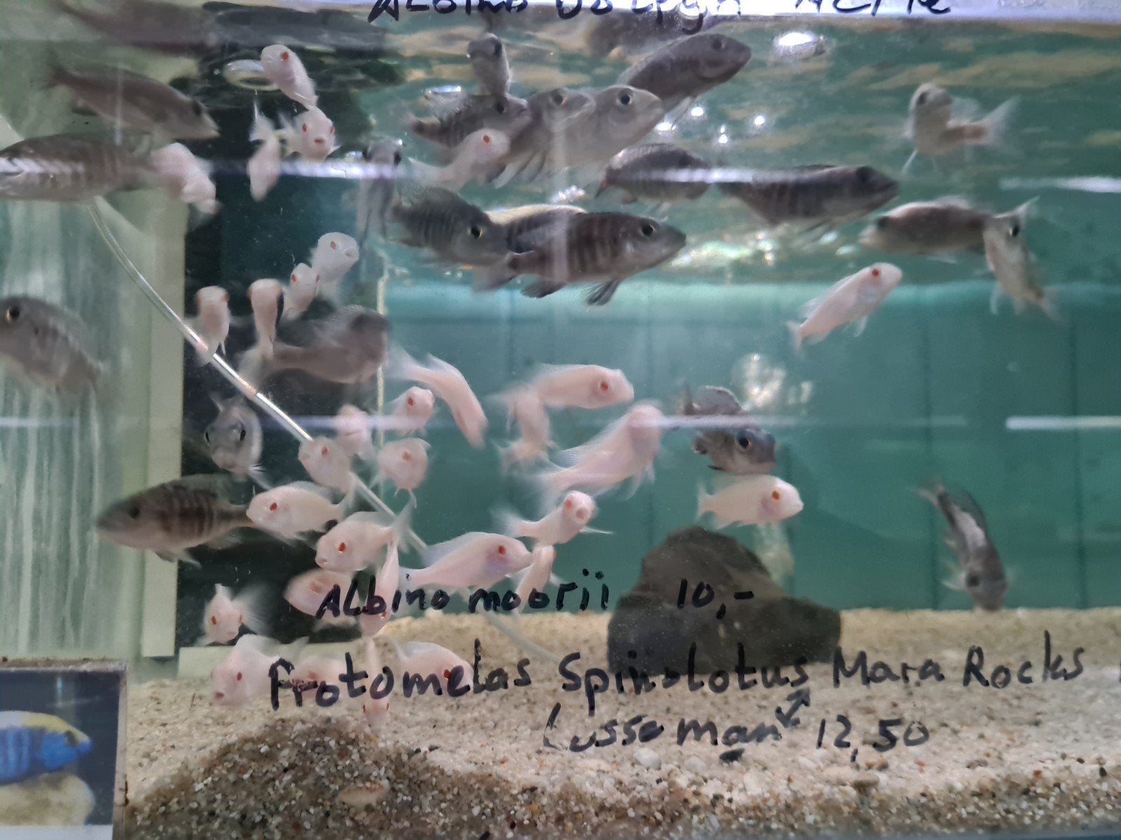 Albino Dolfijn Malawi Cichliden, Cyrtocara Moorii Actie!, Dieren en Toebehoren, Vissen | Aquariumvissen, Vis, Zoetwatervis