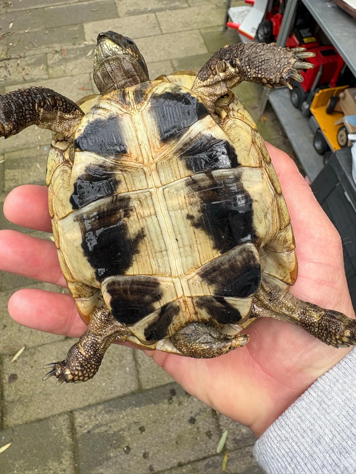 Griekse landschildpad boetgeri Tortoise - unknown for sale from Lotus