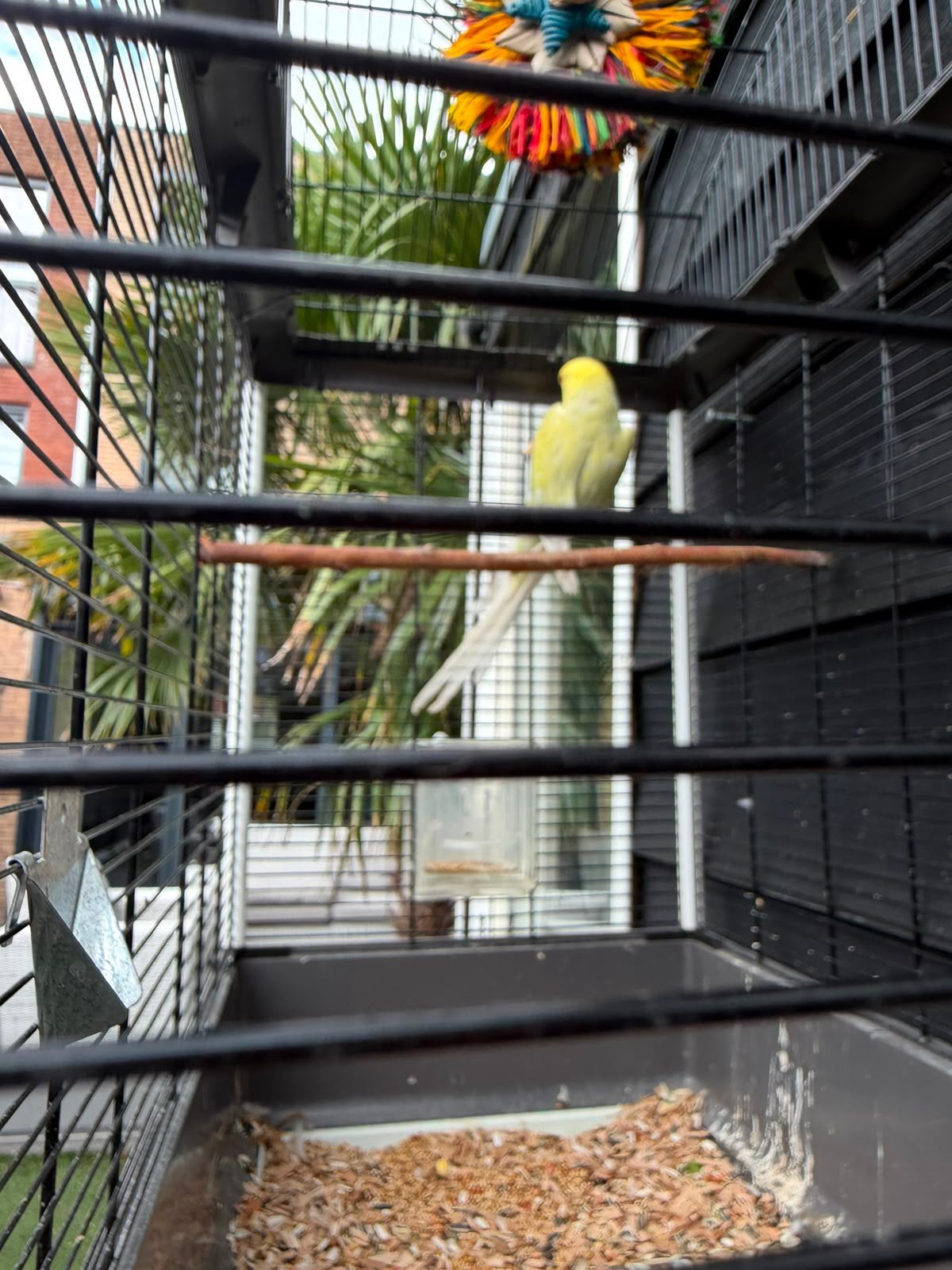 Halsbandparkiet pop, Dieren en Toebehoren, Vrouwelijk, Parkiet, Geringd