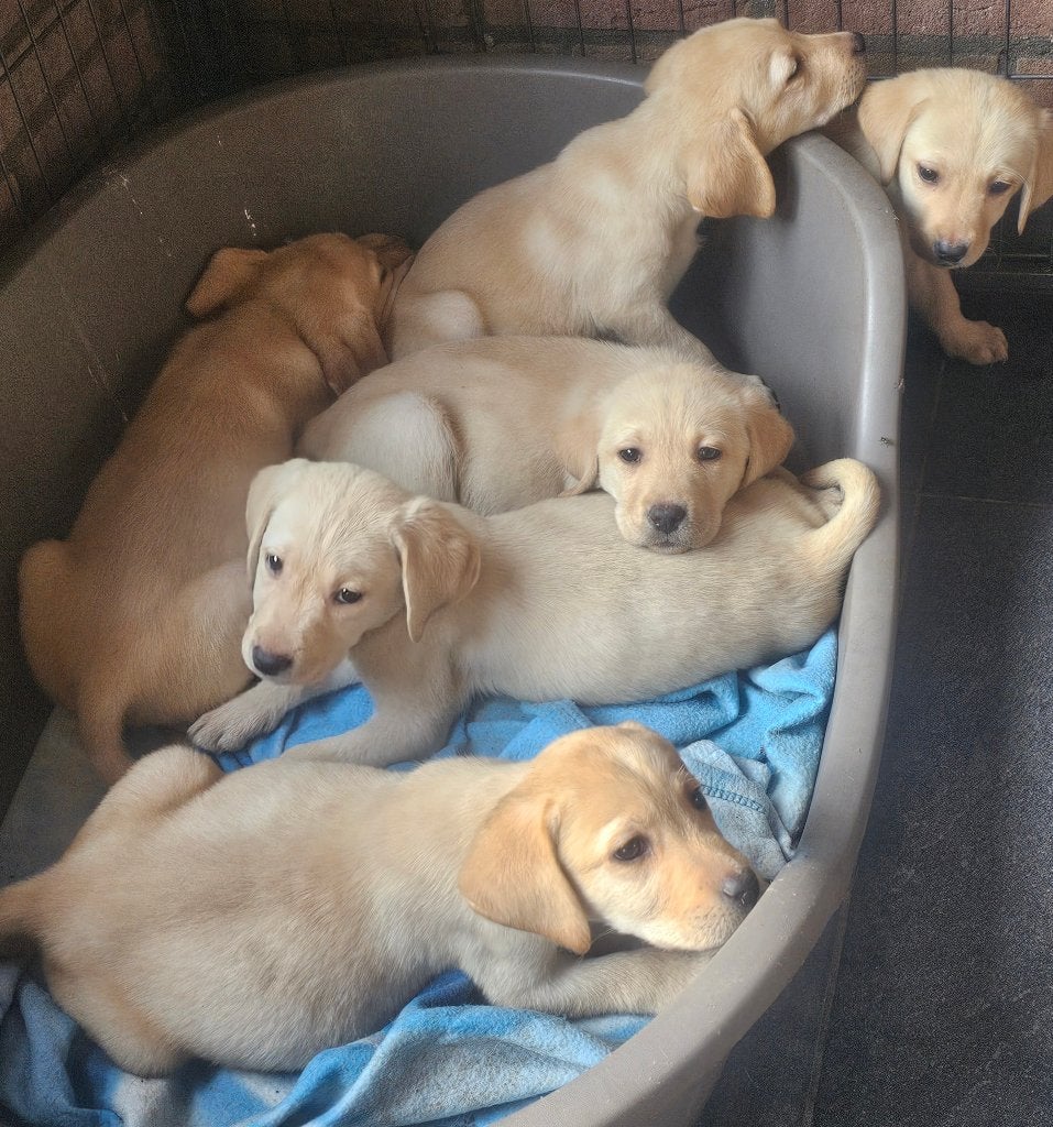 Blonde labrador pups, Dieren en Toebehoren, CDV (hondenziekte), 8 tot 15 weken, Labrador retriever, Meerdere