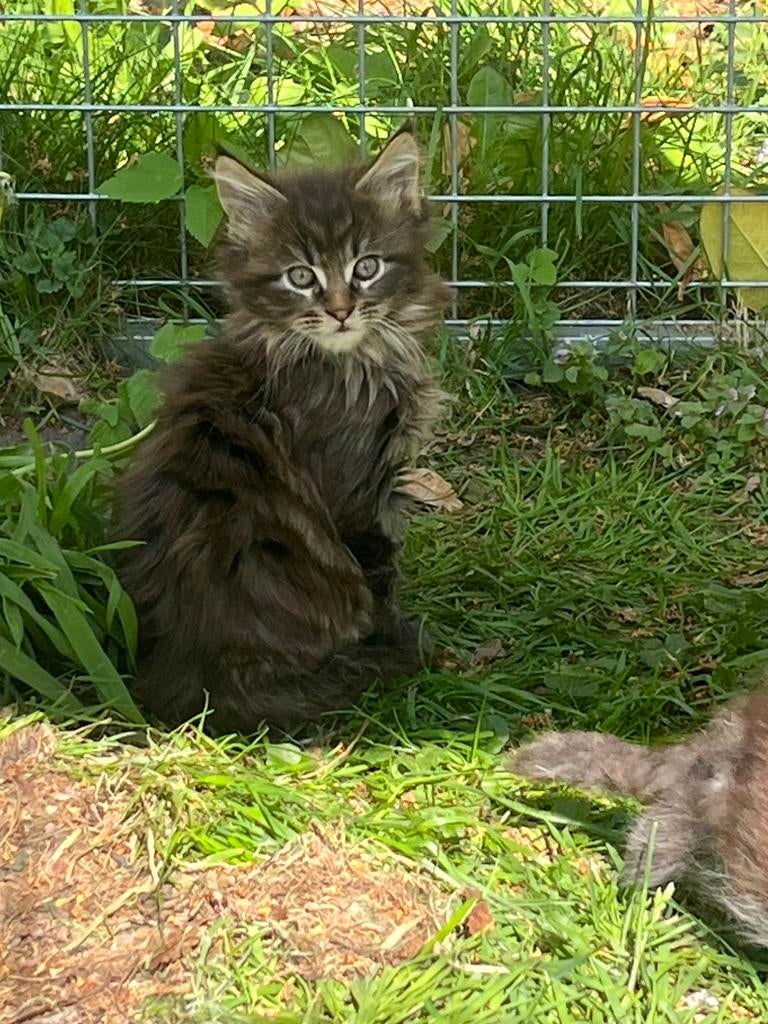 Maine Coon kittens (katertjes) te koop, Meerdere dieren, Gechipt, 0 tot 2 jaar