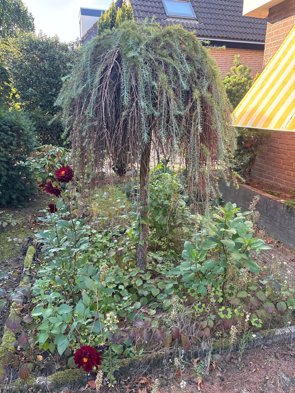 Treurboom van 1,5 meter hoog, Tuin en Terras, Ophalen, Treurboom, 100 tot 250 cm