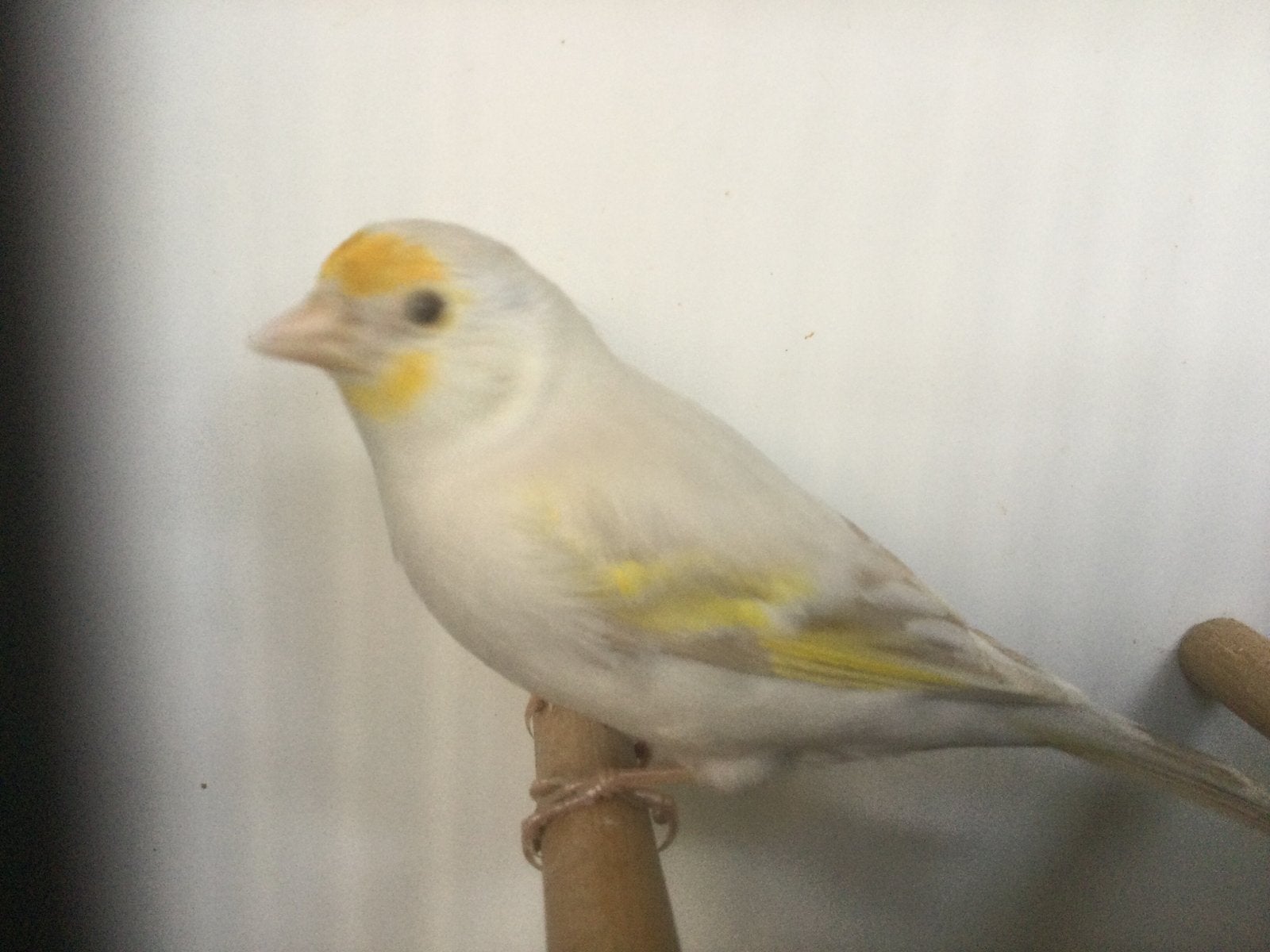 Bastaard kanarie mooie vogel .      Pop.    2026….., Dieren en Toebehoren, Vrouwelijk, Bastaard