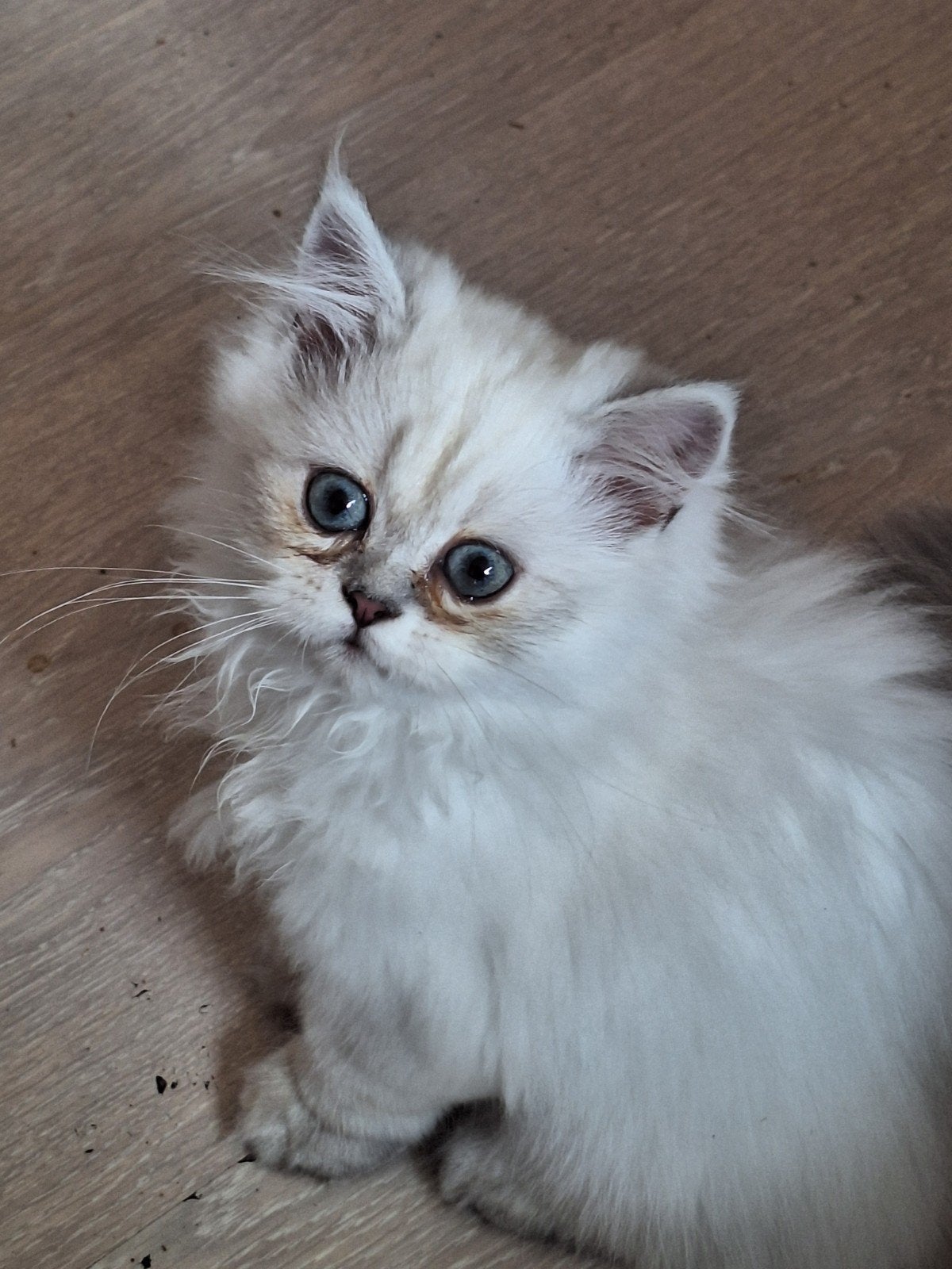 Britse langhaar/Perzische kittens, Dieren en Toebehoren, Katten en Kittens | Raskatten | Langhaar, Meerdere dieren