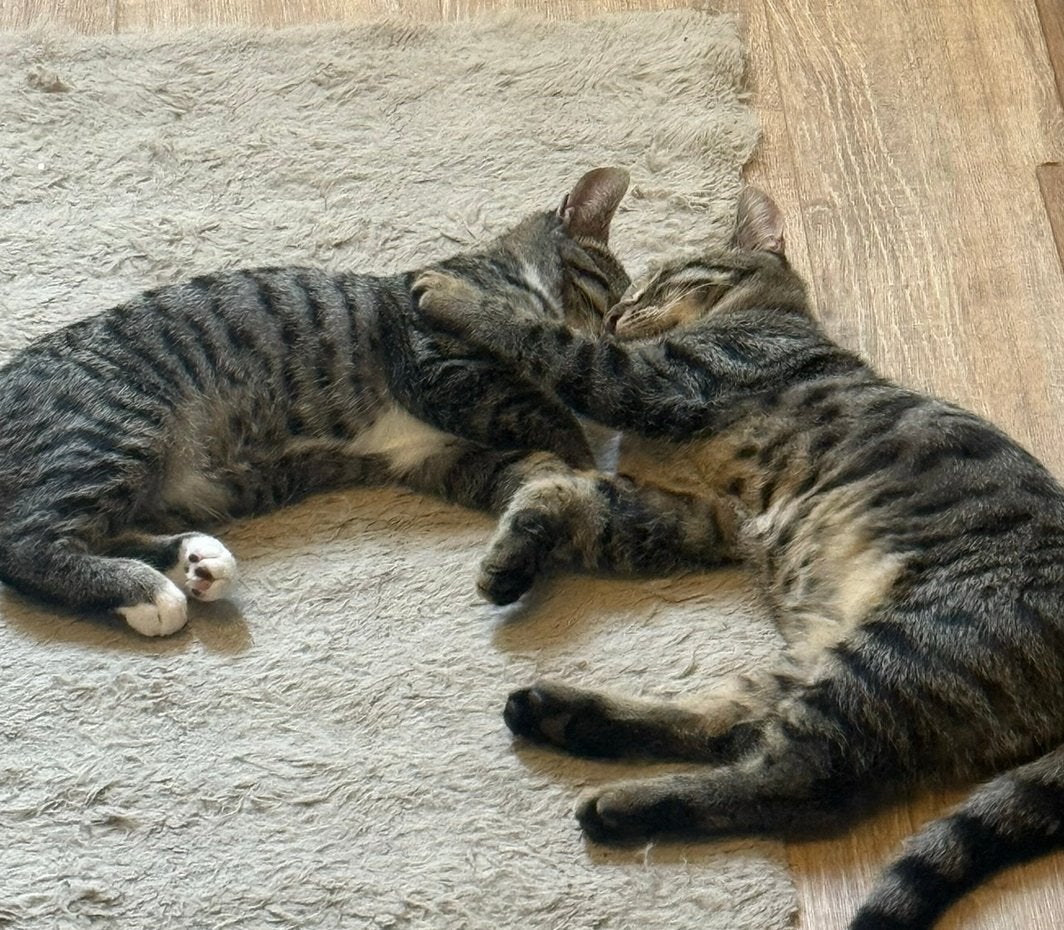 Kittens zusje en broertje  gratis incl spullen, Dieren en Toebehoren, Poes