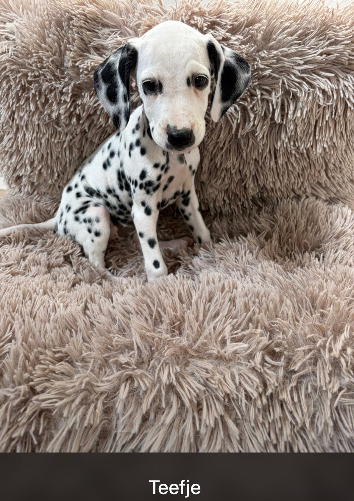Dalmatiërs puppys, Dieren en Toebehoren, Parvo, Overige rassen, 8 tot 15 weken, Meerdere