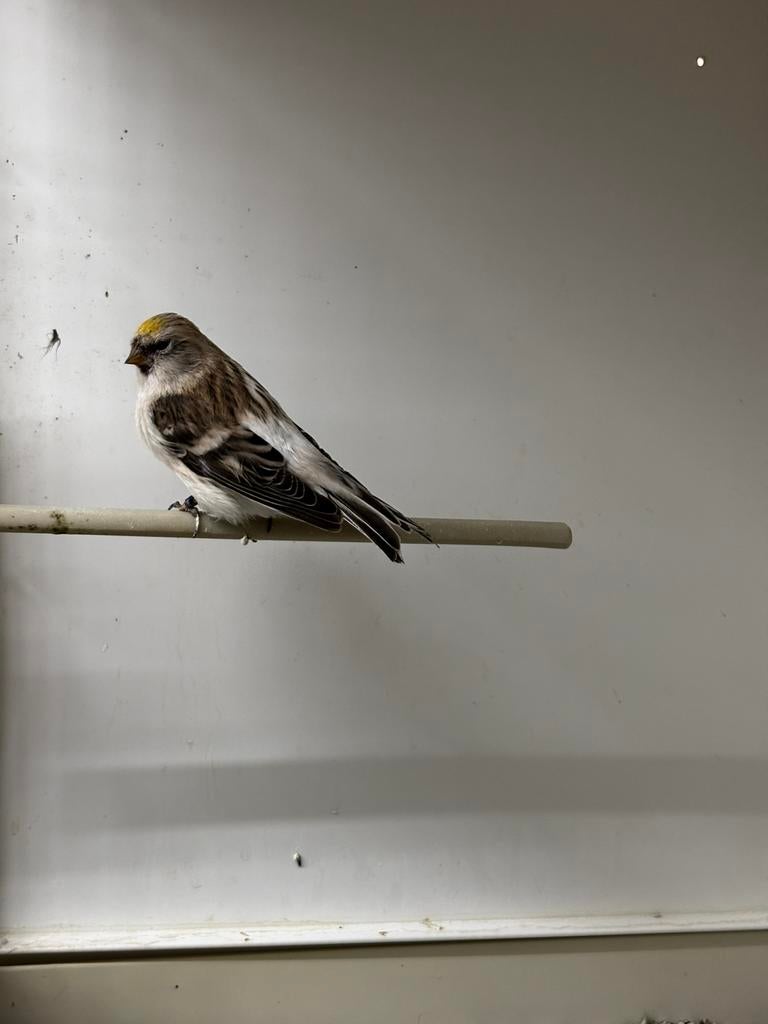 Witstuit barmsijs man 2023, Dieren en Toebehoren, Vogels | Overige Vogels, Mannelijk