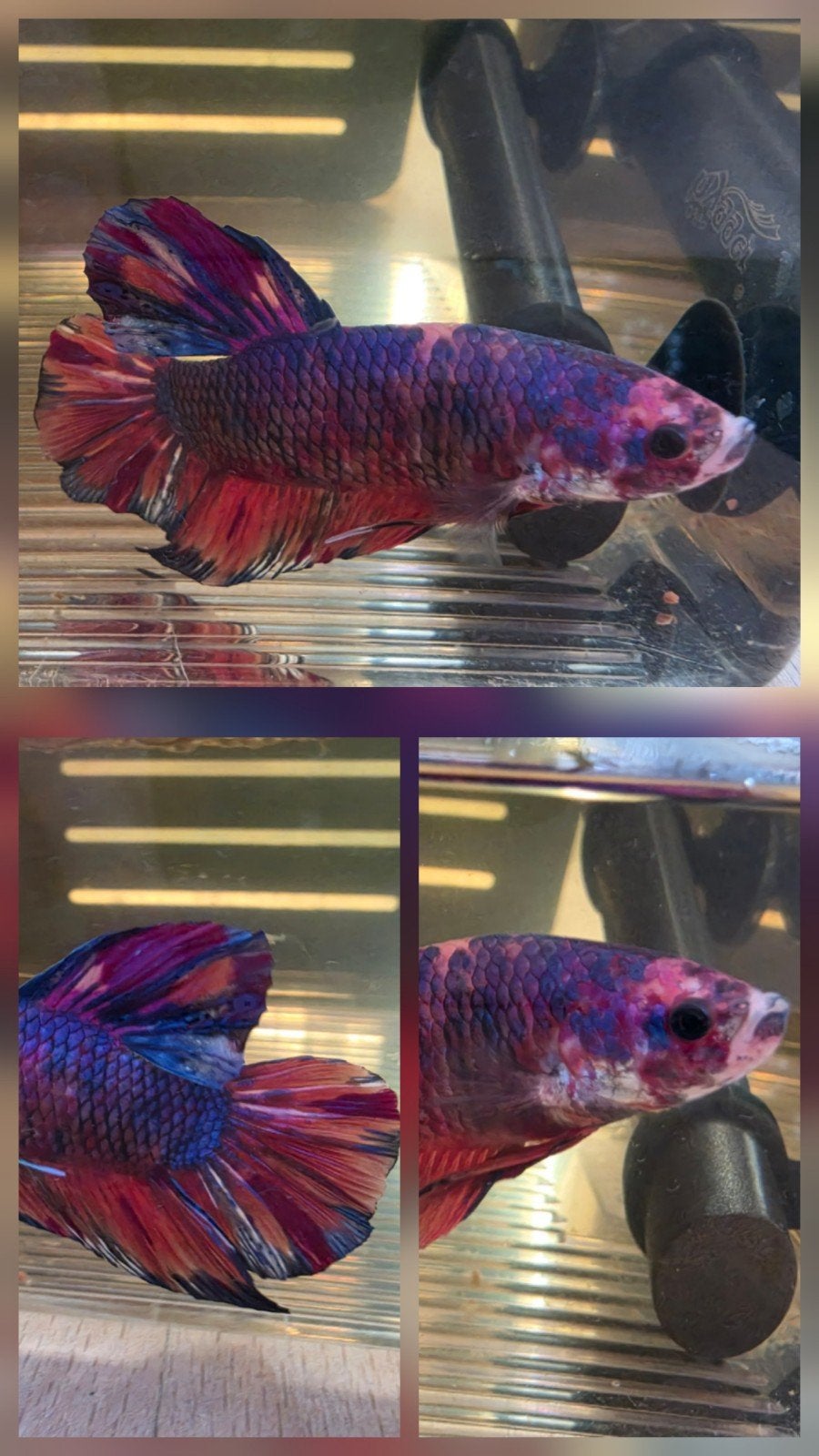 Betta-man  giant xxl koi, Ophalen