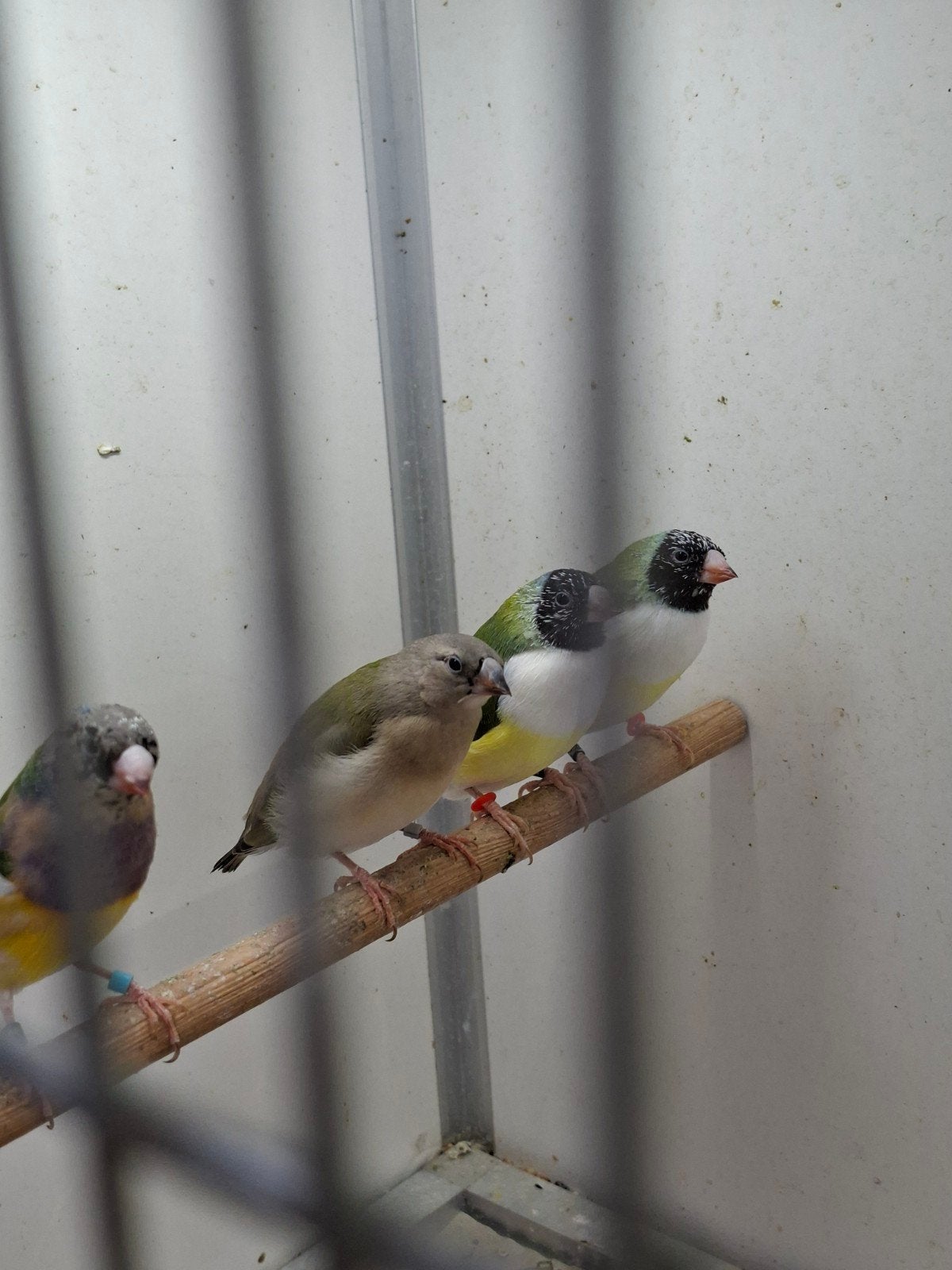 Jonge zwartkop witborst goulds, Dieren en Toebehoren, Vogels | Overige Vogels, Meerdere dieren