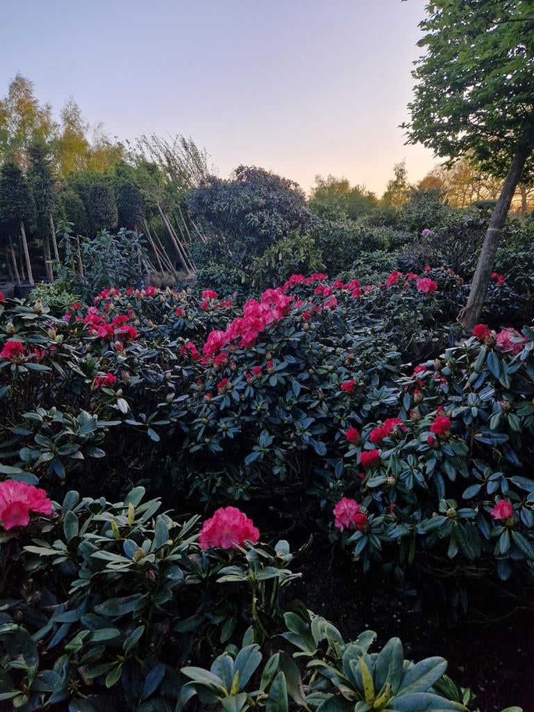 Rhododendron yakushimanum XXL - Prachtige Bloeier, Vaste plant, Halfschaduw, Lente, Ophalen