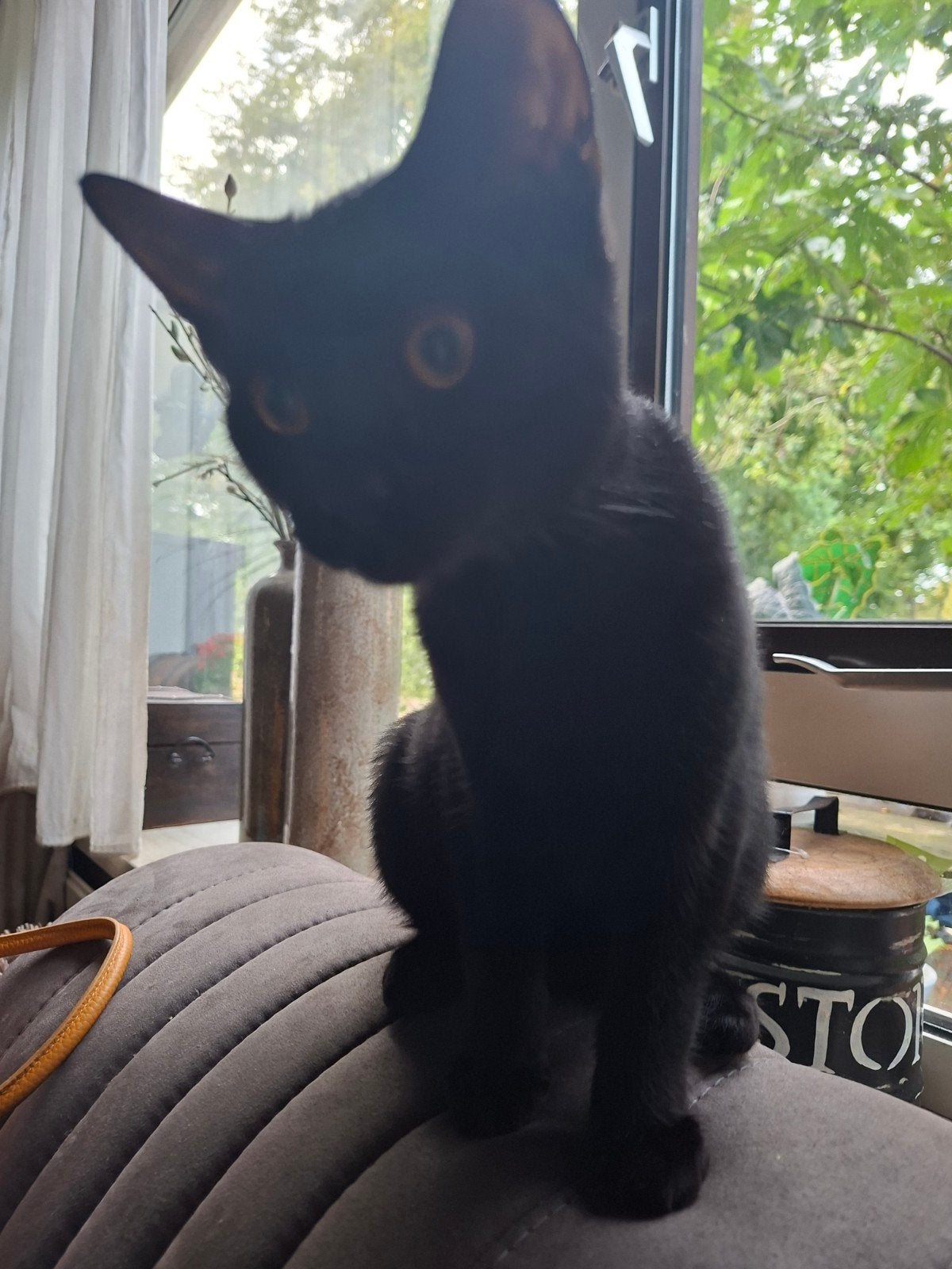 1 zwarte kitten (katertje) en poes (gesteriliseerd), Meerdere dieren
