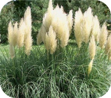 Cortaderia Seloana, Pampasgras, siergras met kwantum korting, Ophalen of Verzenden, Vaste plant