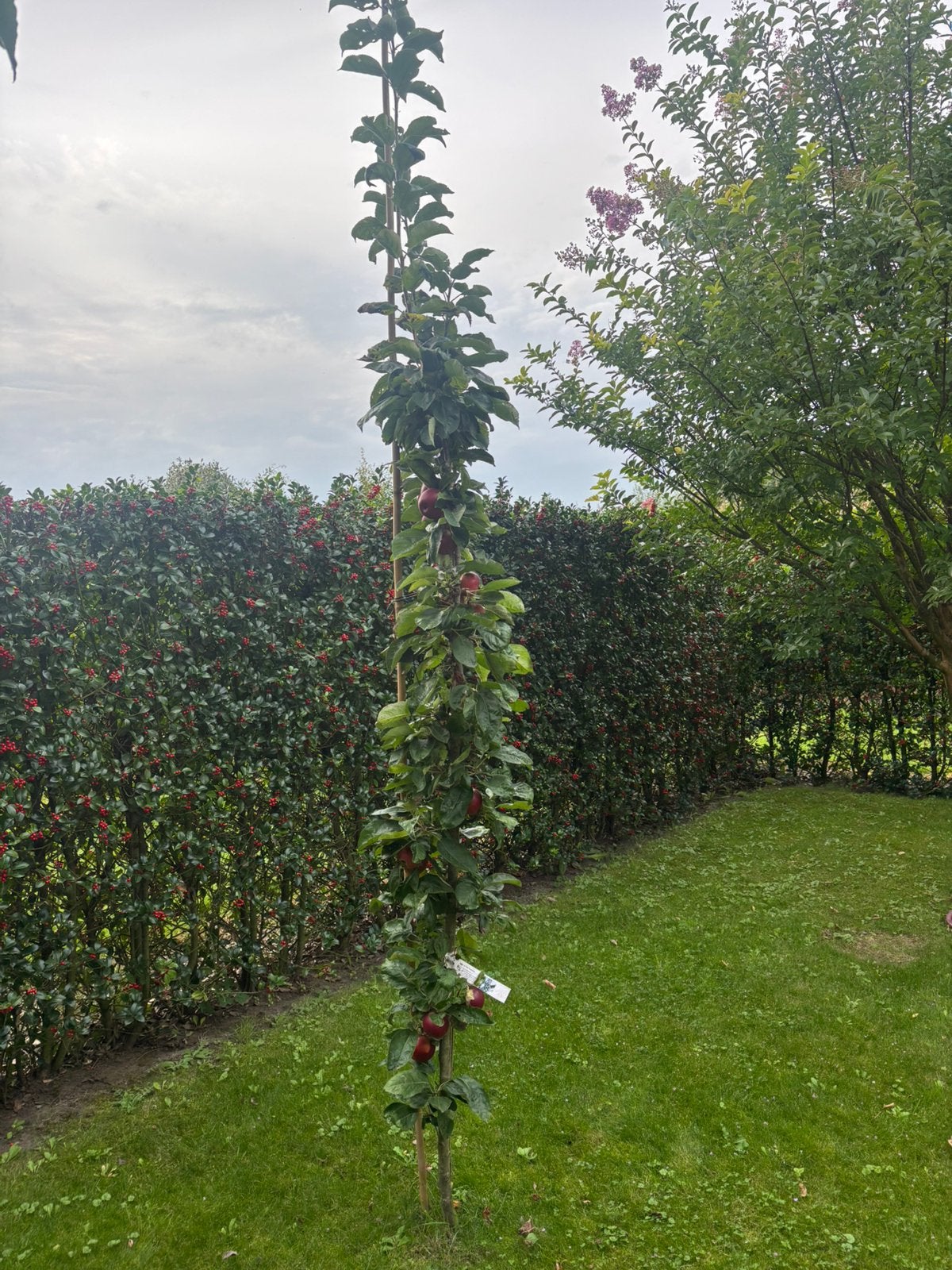 Zuilvorm fruitbomen in pot 200 cm 6 jaar oud, dragend, Ophalen, In pot, Lente
