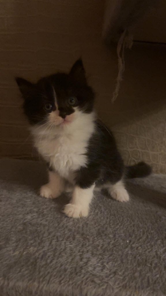 Prachtige Ragdoll Kittens – Ro’s Ragdolls, Meerdere dieren, Met stamboom, 0 tot 2 jaar