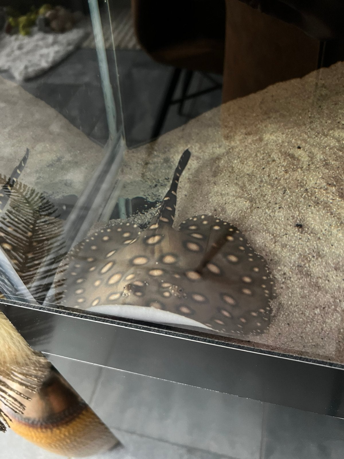 potamotrygon bd, Dieren en Toebehoren, Ophalen