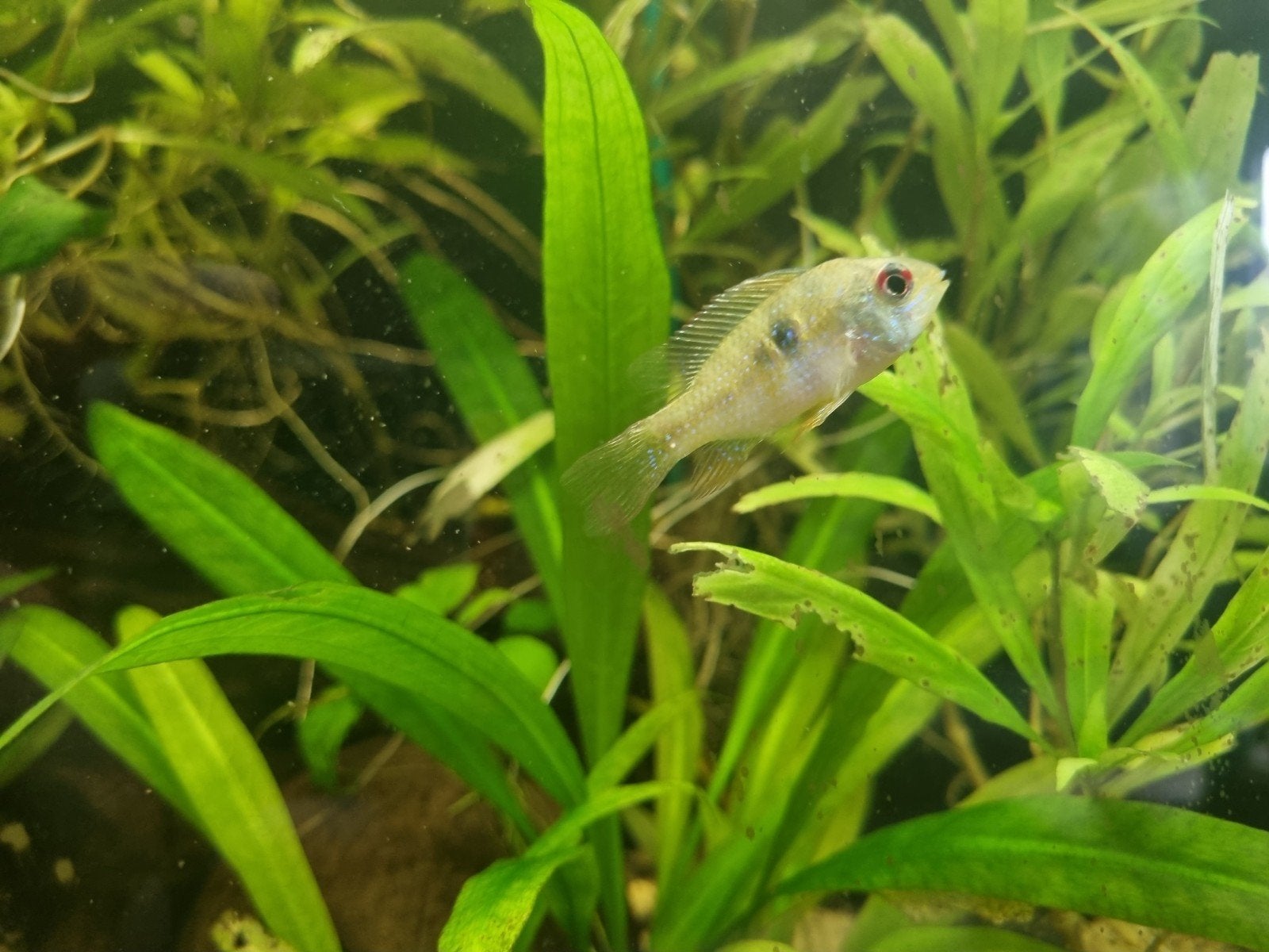 Ramirezi, Dieren en Toebehoren