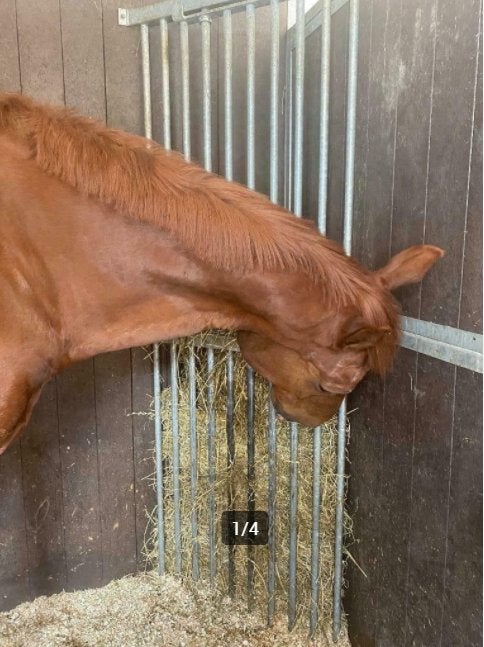 Hooiruif, Hooiruiven, slowfeeder, weidehooiruif, Opfok, 1 paard of pony