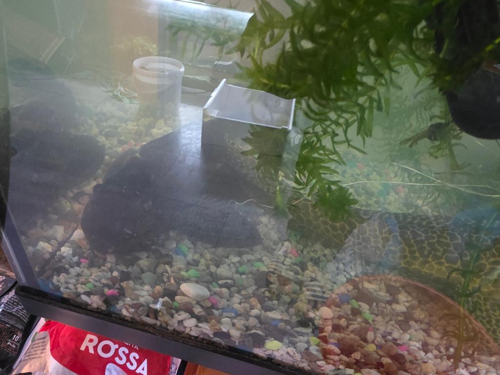 Pleco, Vis, Zoetwatervis