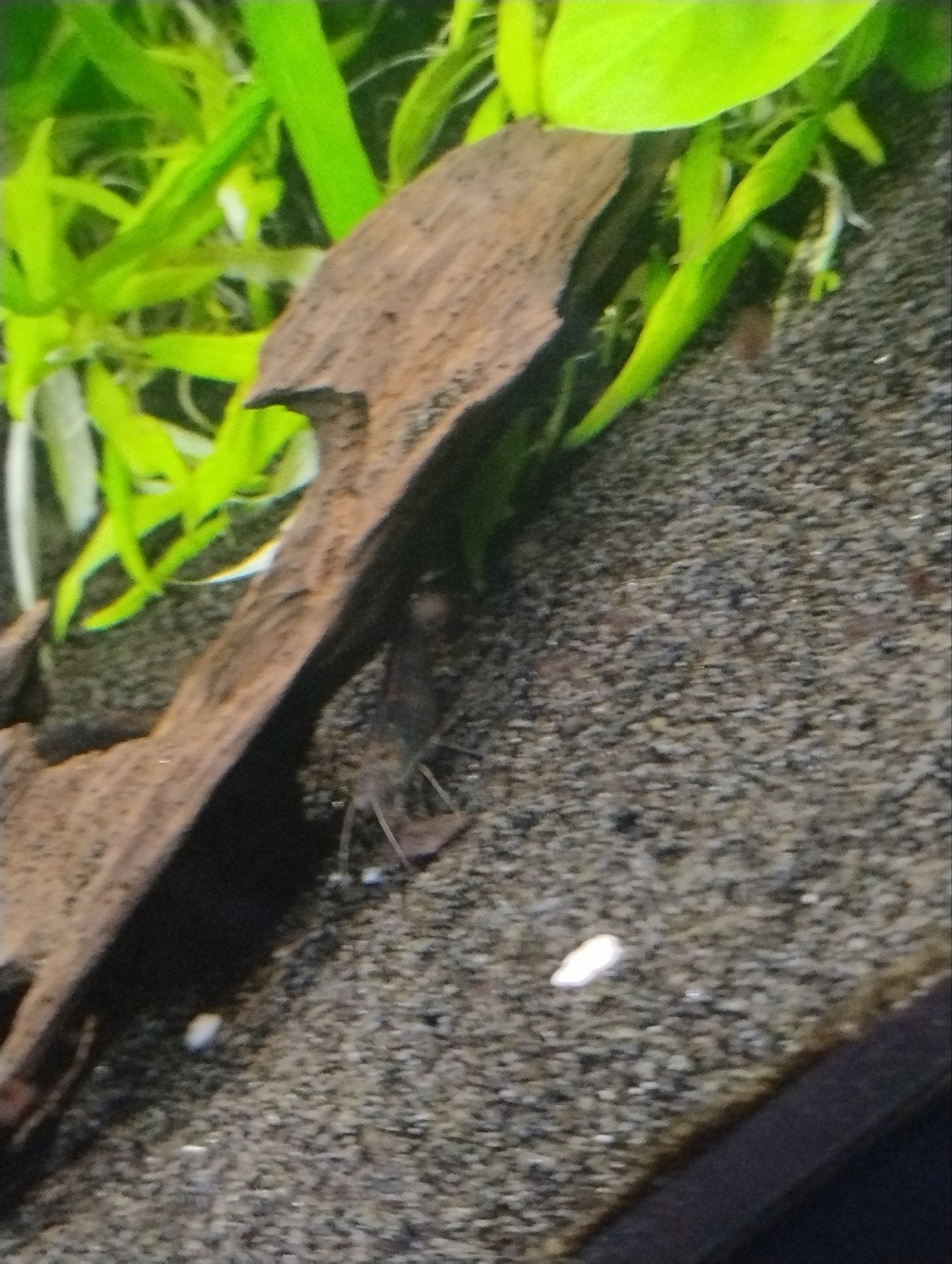 7 japonica garnalen plus voer, Dieren en Toebehoren, Kreeft, Krab of Garnaal, Zoetwatervis