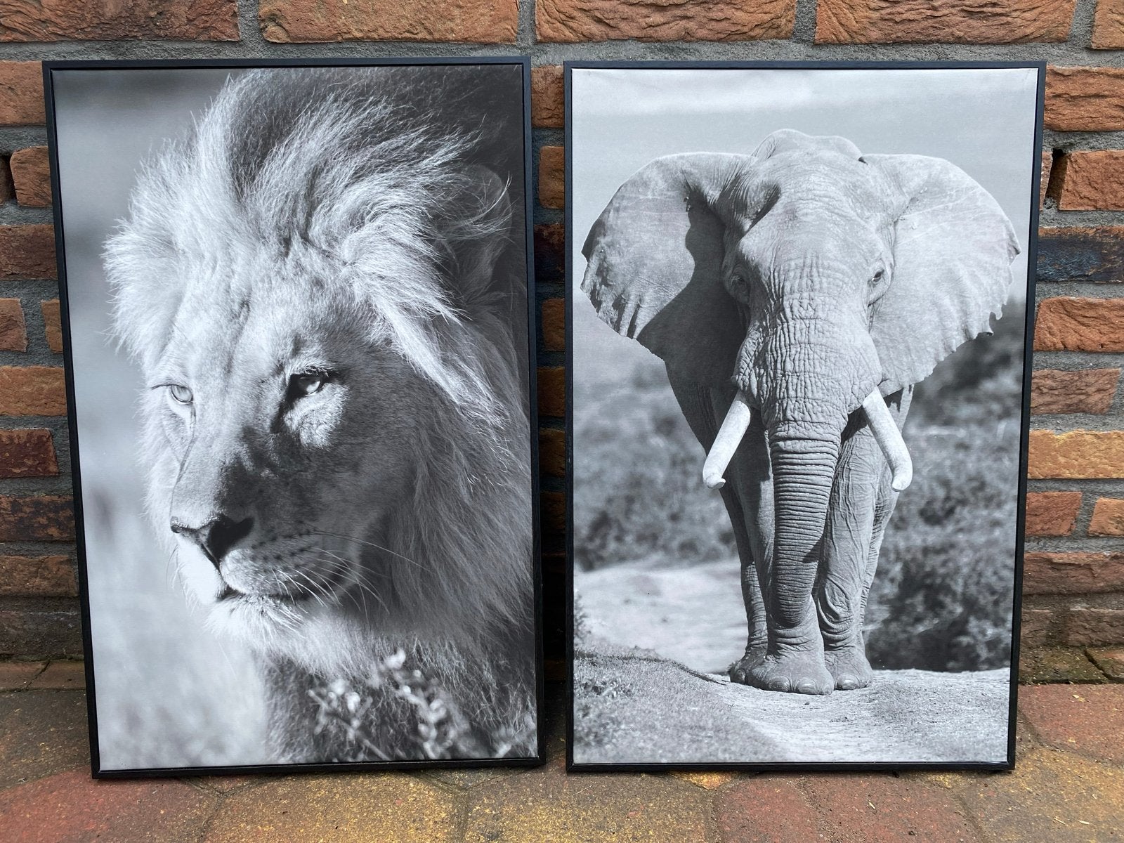 Set van 2: Zwart-wit schilderijen leeuw en olifant, Ophalen