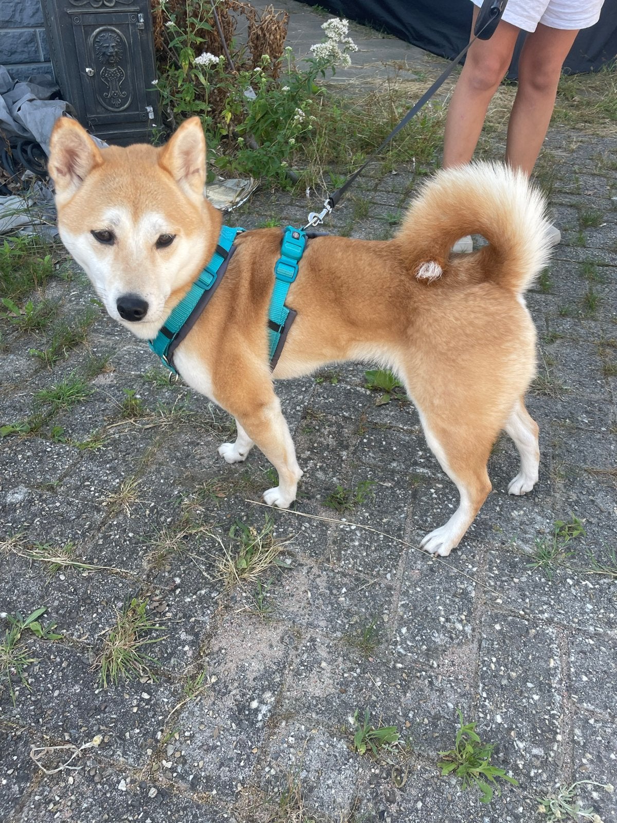 Met spoed opzoek naar een nieuw huisje voor mijn shiba inu, Dieren en Toebehoren, Overige rassen, Teef, Eén hond, 3 tot 5 jaar