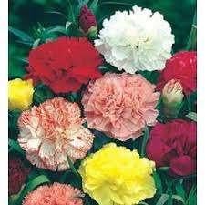 Dianthus caryophyllus  (Tuinanjer), Tuin en Terras, Overige soorten, Volle zon, Vaste plant, Ophalen of Verzenden