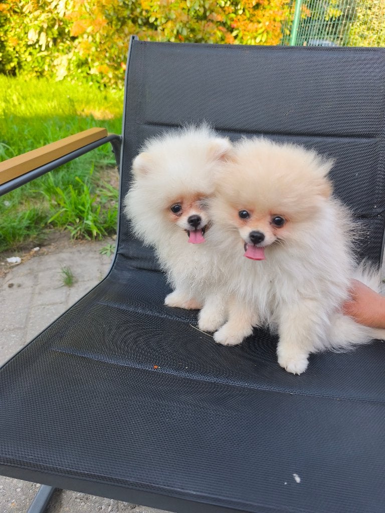Pommerian pups, Particulier, Keeshond, Reu, 8 tot 15 weken