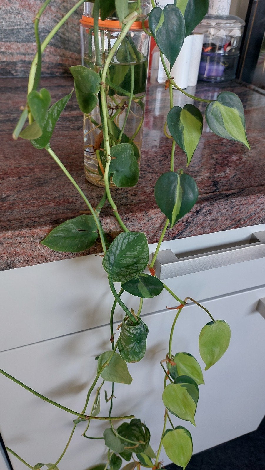 monstera dubia en philodendron brasil, Ophalen of Verzenden, Halfschaduw, Minder dan 100 cm