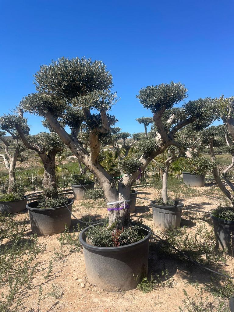 Olijfbomen ,,Plato” Pon Pon, Tuin en Terras, Planten | Bomen, Ophalen, Zomer, Volle zon, Olijfboom