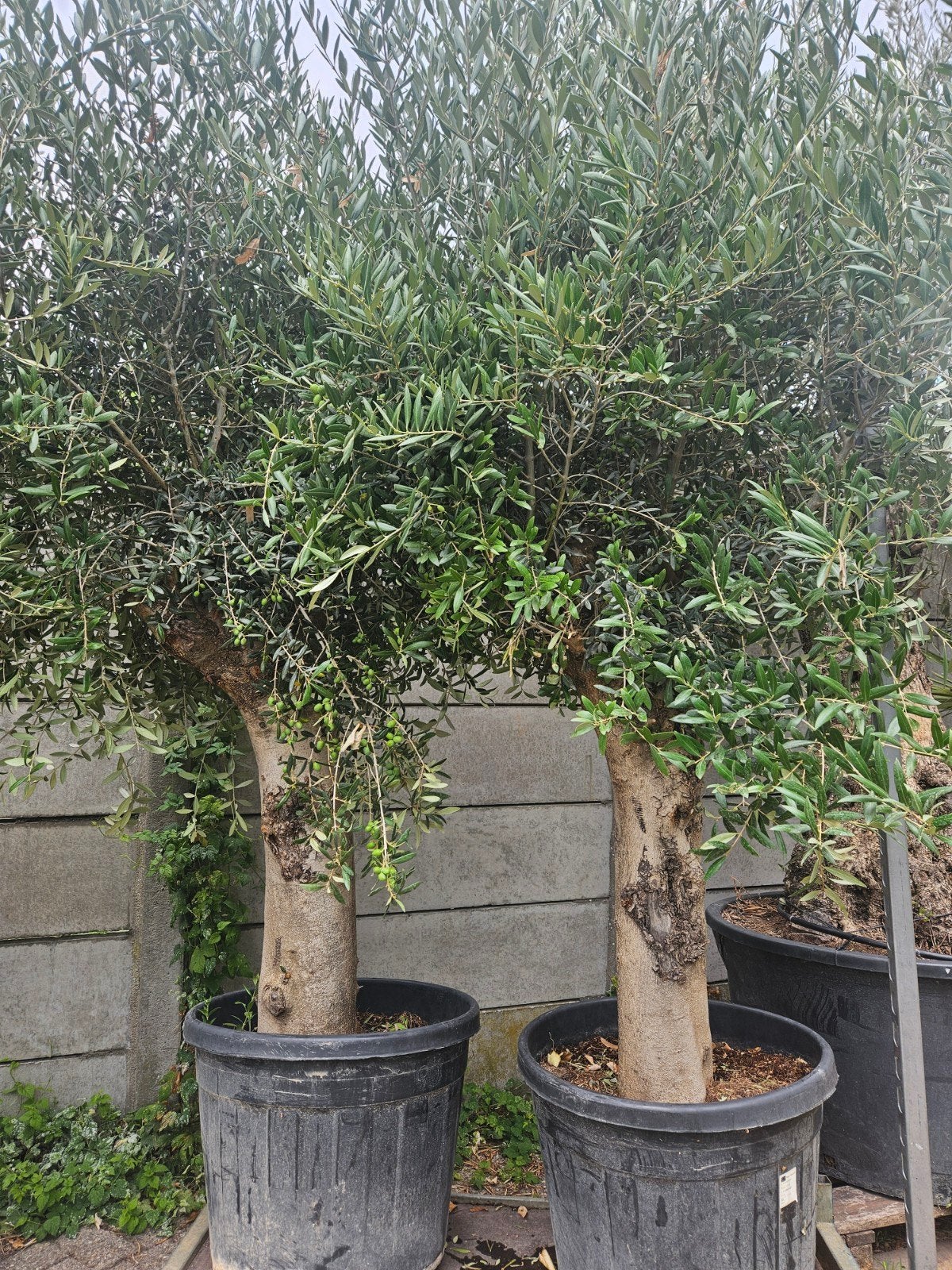 Perzische slaapboom 160cm hoog, Overige soorten, 100 tot 250 cm, Zomer, Ophalen