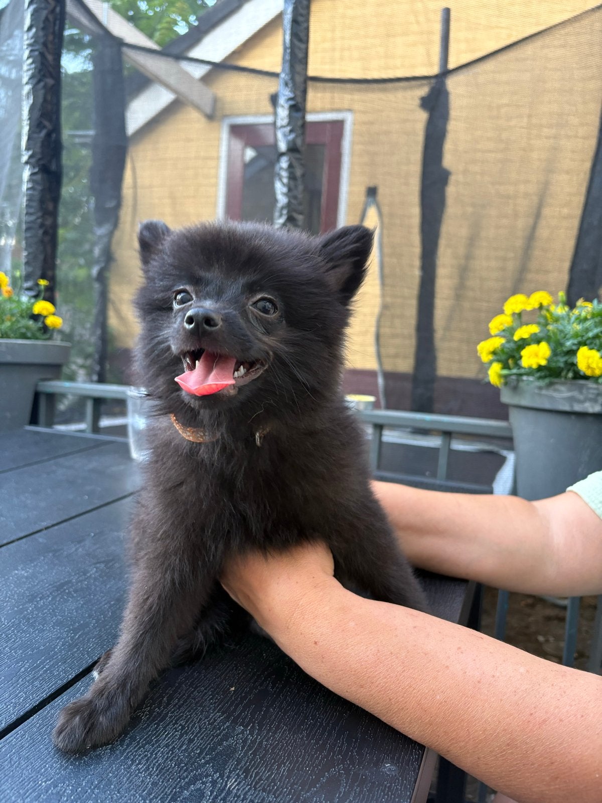 Dwergkees pup 12 weken, 8 tot 15 weken, Teef, Parvo, Eén hond