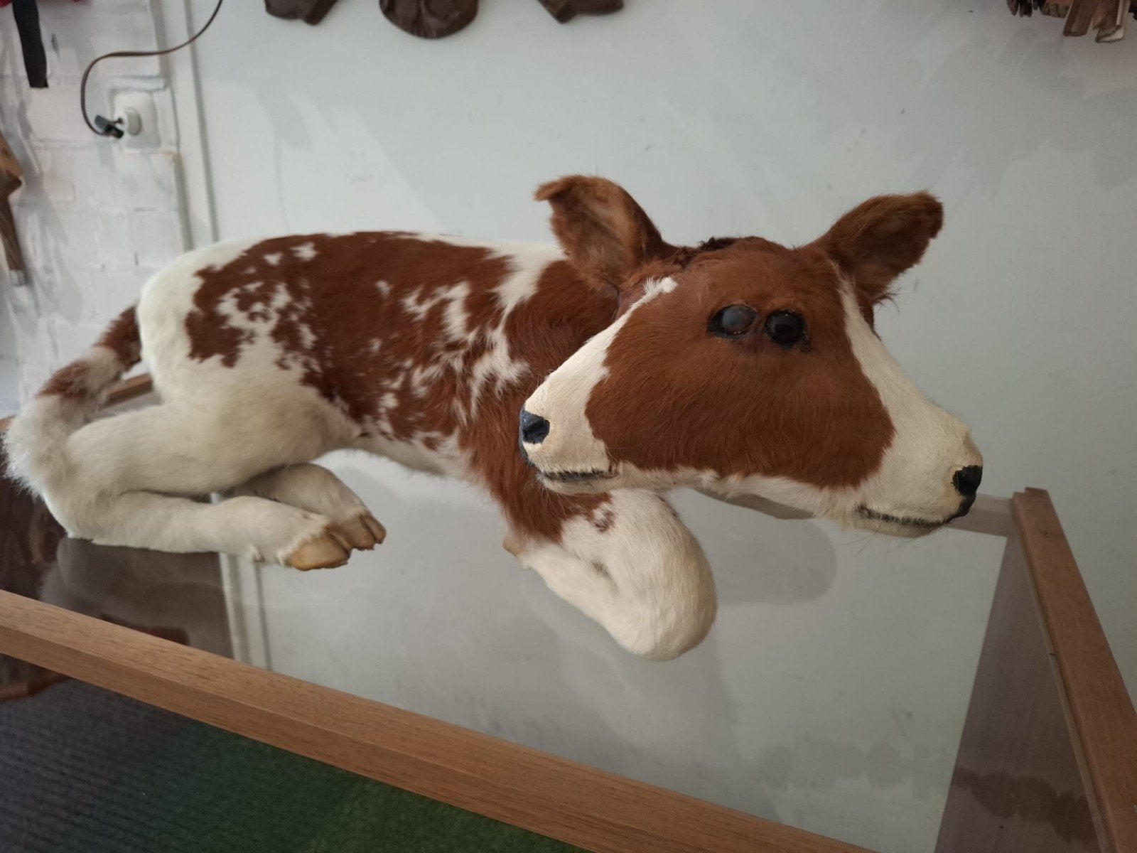 unieke 2 koppige kalf opgezette taxidermy schedel curiosa, Verzamelen, Ophalen, Boerderijdier, Opgezet dier