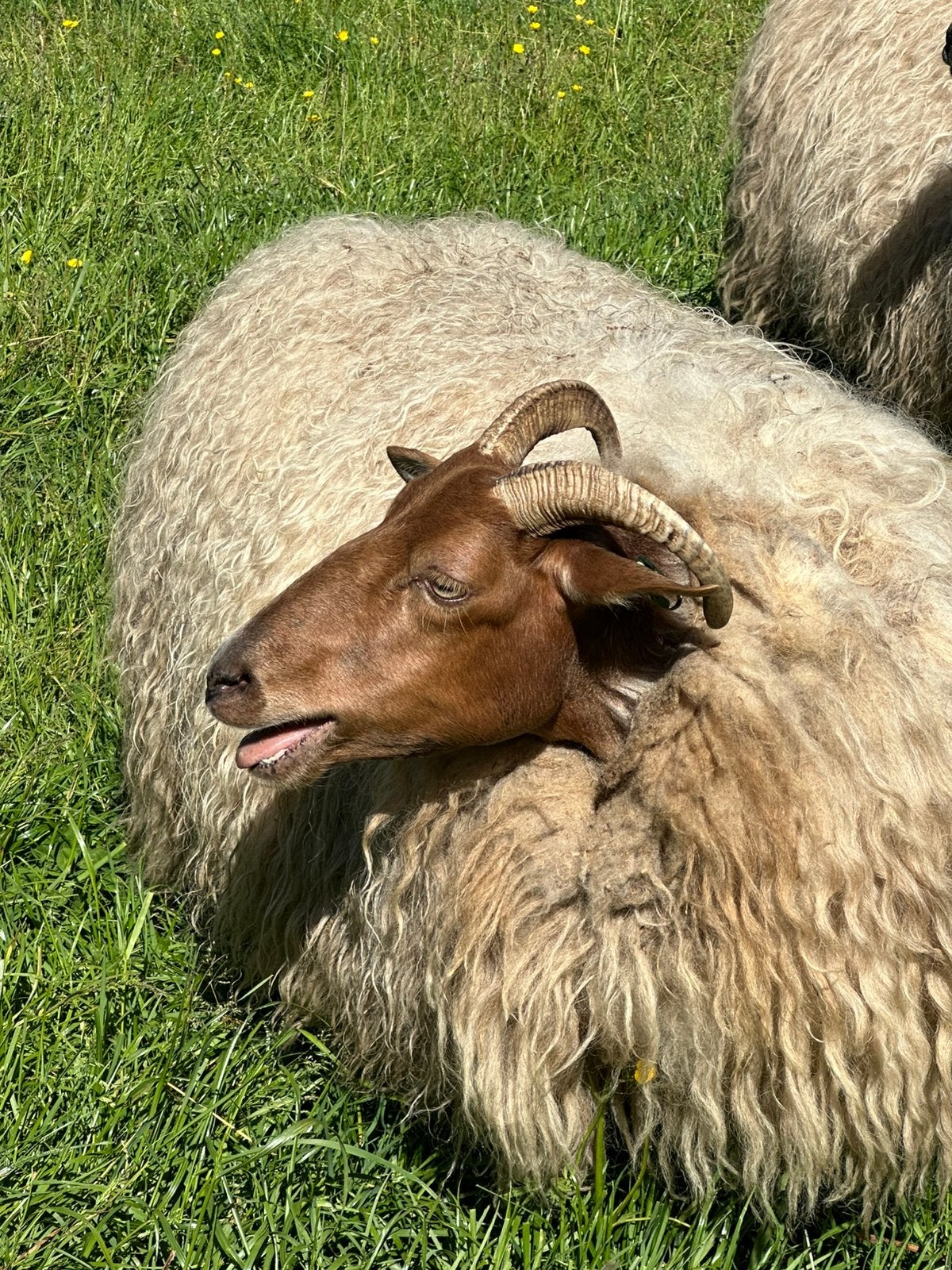 Drents heideschaap ooi, Dieren en Toebehoren, Vrouwelijk, Schaap, 0 tot 2 jaar