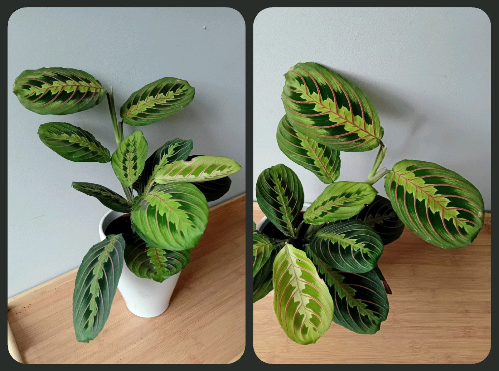 kamerplant 40cm marantha, Ophalen, Overige soorten, Halfschaduw, In pot
