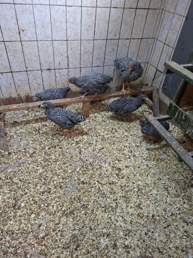 Te koop jonge amrock kriel
