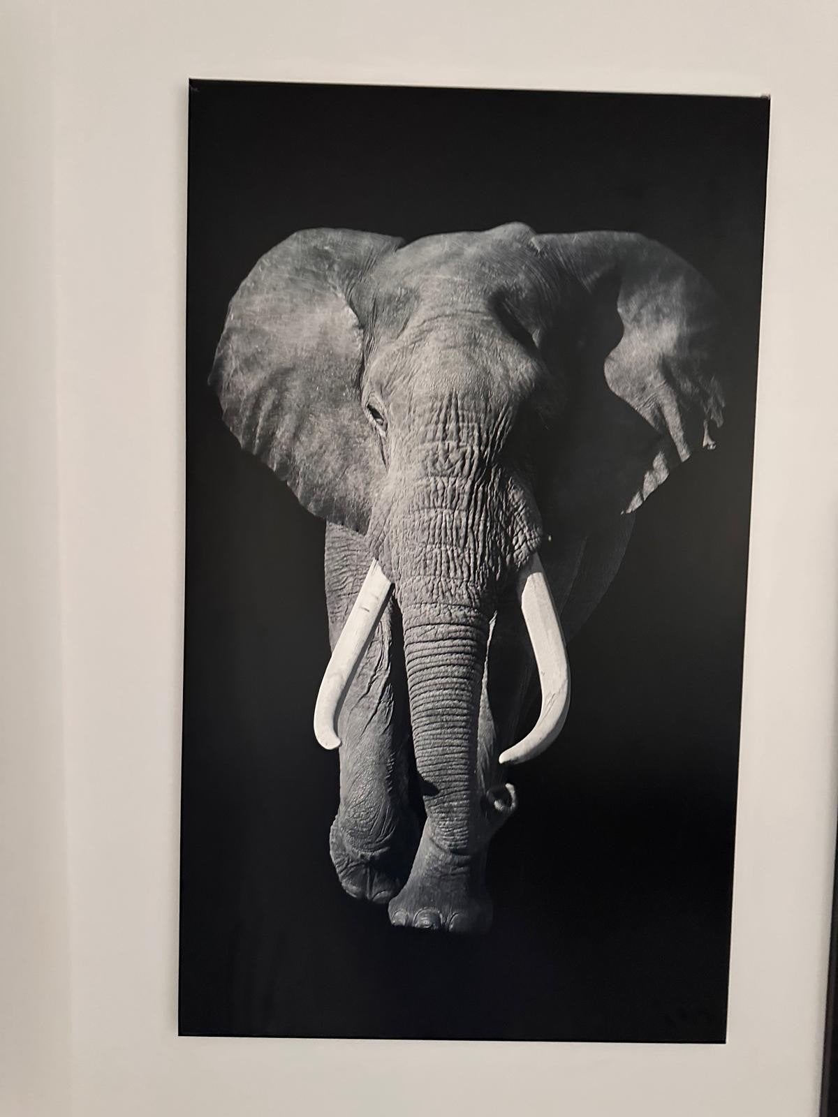 Set van 2: Olifant en Giraffe Posters (Reinders Posters), Huis en Inrichting, 50 – 75, Oorspronkelijke maker, Ophalen of Verzenden