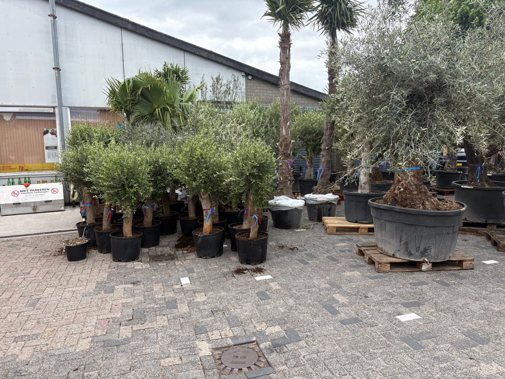 Mooie olijfbomen te koop type florida 125,- pst, Tuin en Terras, Planten | Bomen, Volle zon, Ophalen of Verzenden, 100 tot 250 cm