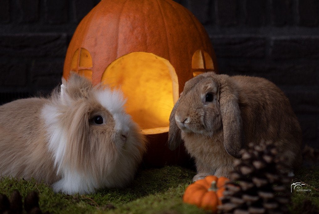 Liefdevol huis gezocht voor koppeltje, Dieren en Toebehoren, Meerdere dieren, Dwerg, Hangoor, 6 tot 8 jaar