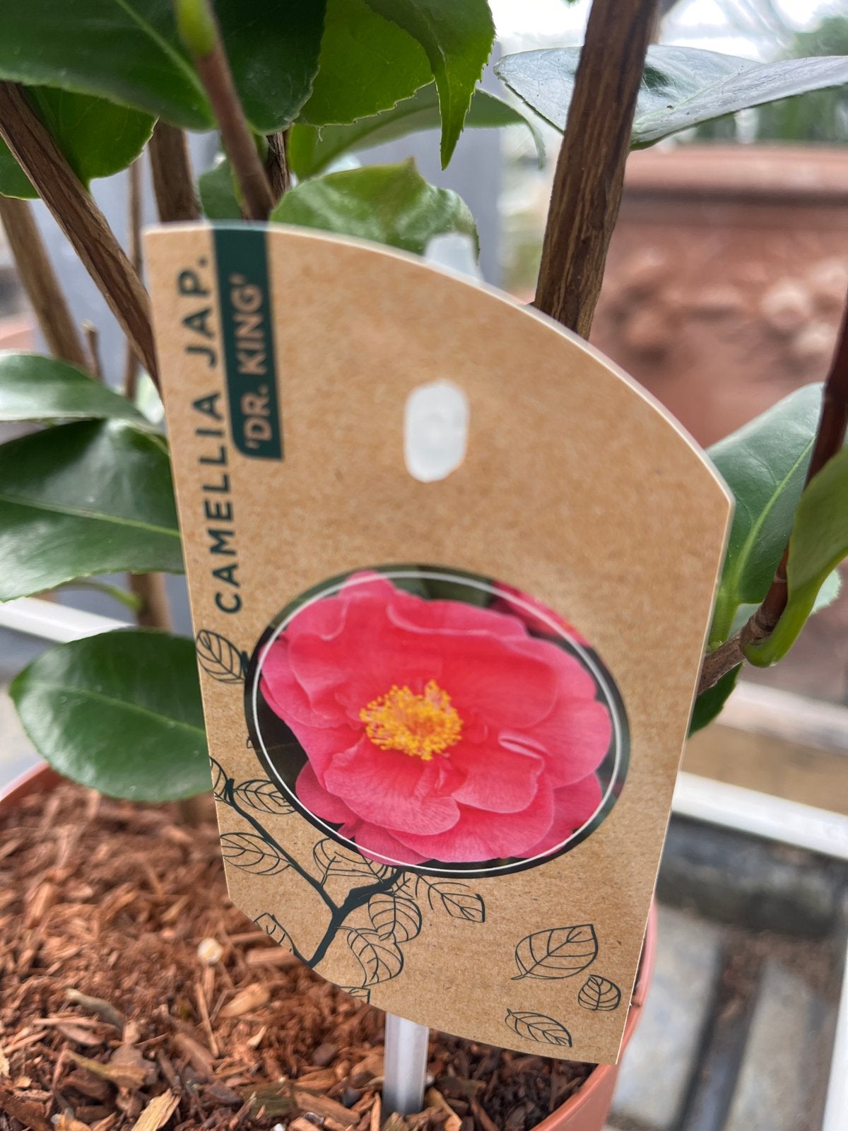 Camellia Jap. 'Dr. King' - Prachtige bloeiende Camelia, Overige soorten, Vaste plant, Ophalen of Verzenden, Halfschaduw