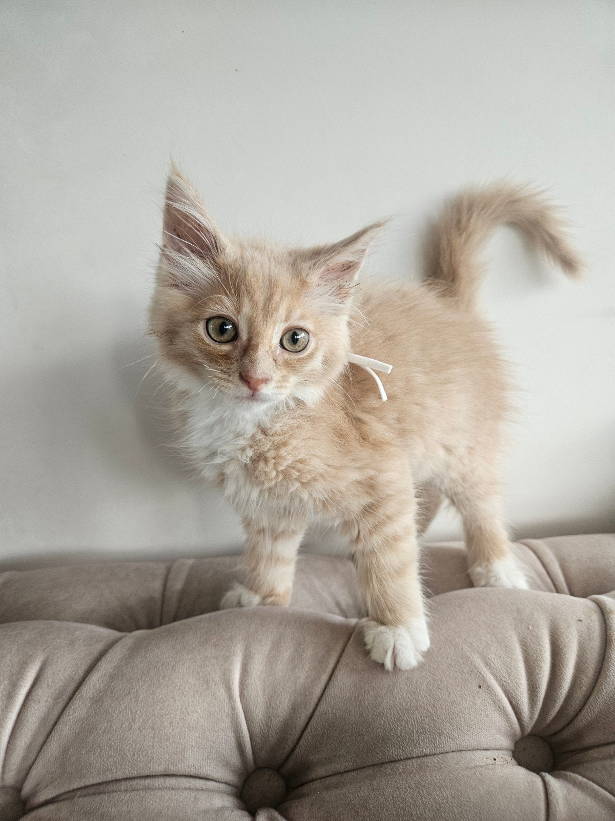 volledige maincoon kittens, Meerdere dieren, Gechipt, 0 tot 2 jaar